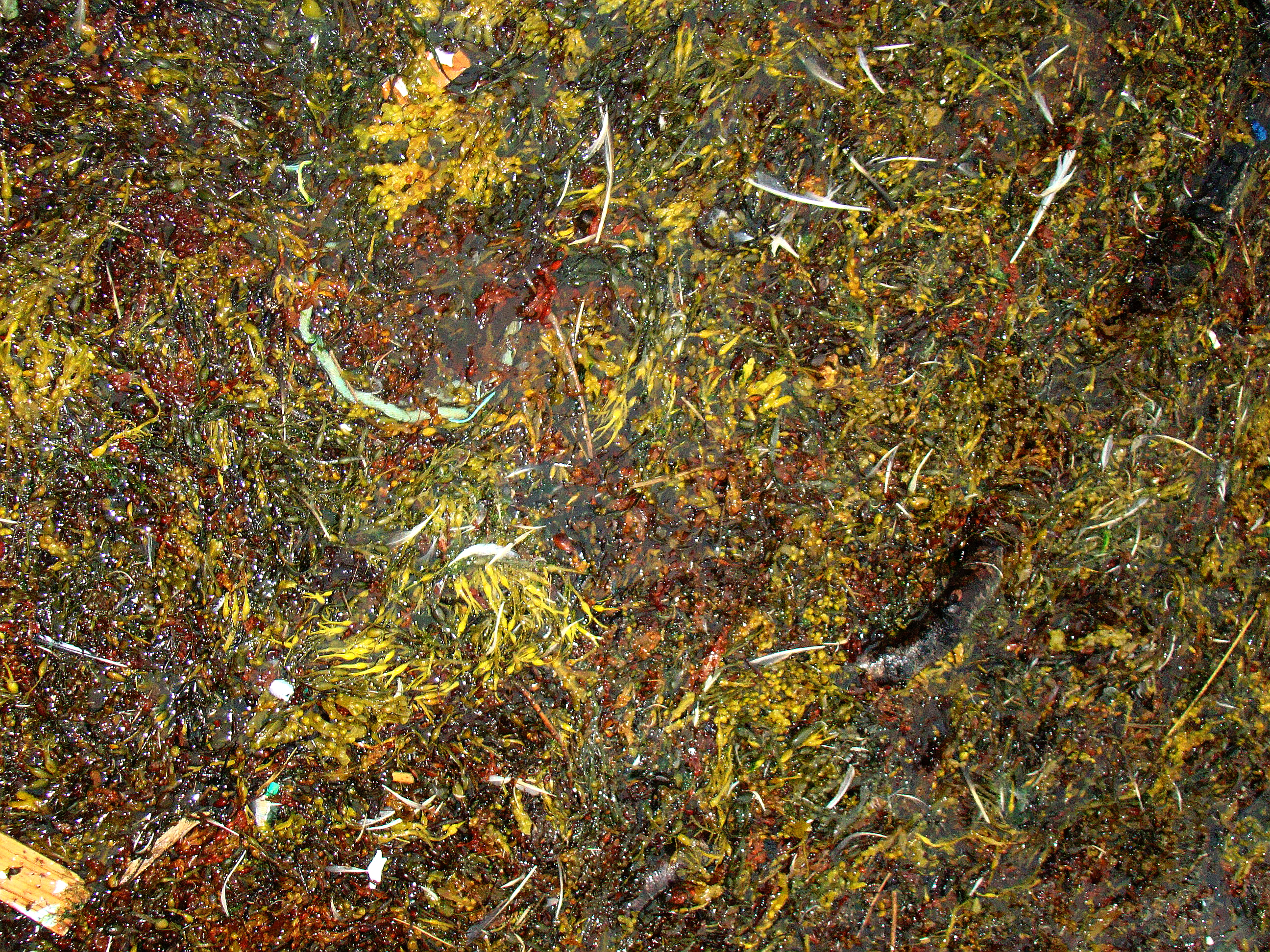 Natural Jackson Pollock